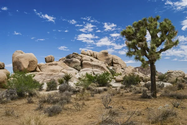 Joshua tree i kamień krajobraz — Zdjęcie stockowe