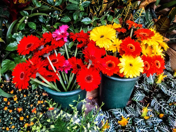 Срезанные цветы — стоковое фото