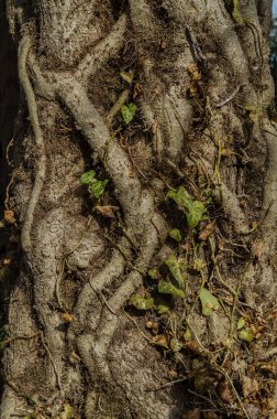 kök doku artalanları