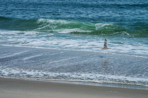 Fiskmås och surf — Stockfoto