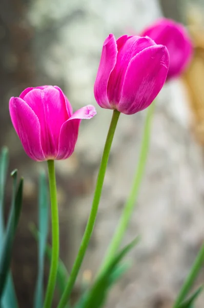 Bellezza tulipano — Foto Stock