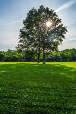 Park güneş ışığı