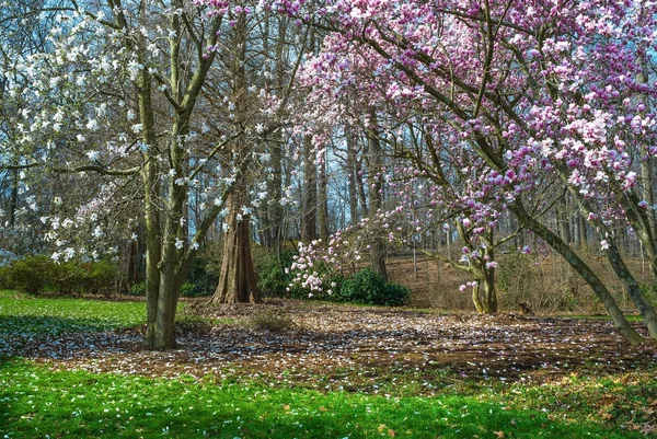 Dřín a magnolia — Stock fotografie