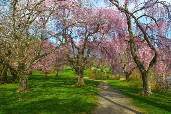 Park yolu Holmdel Park — Stok fotoğraf