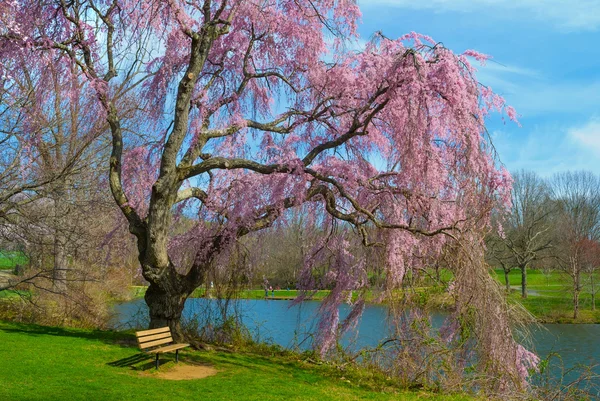 Jarní květy holmdel park — Stock fotografie