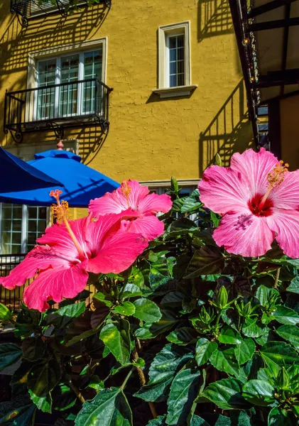 Hibiscus en muur — Stockfoto