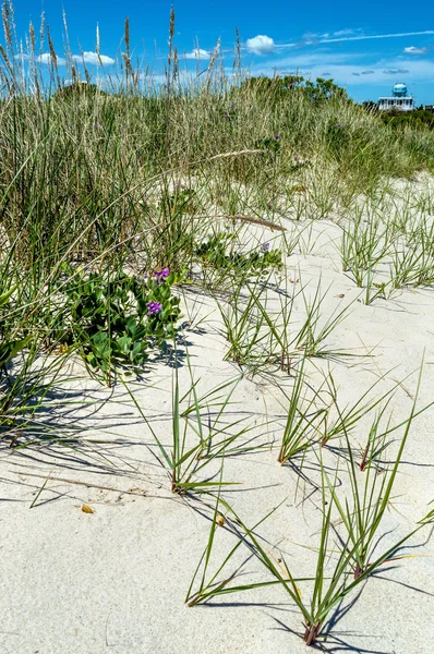 Пила траву и дюны — стоковое фото