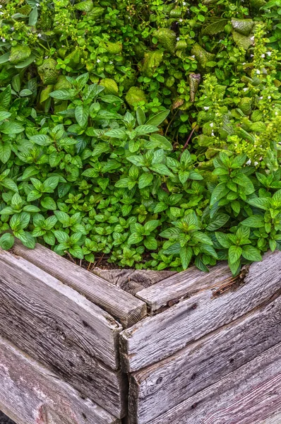 Bálsamo de limón y menta — Foto de Stock