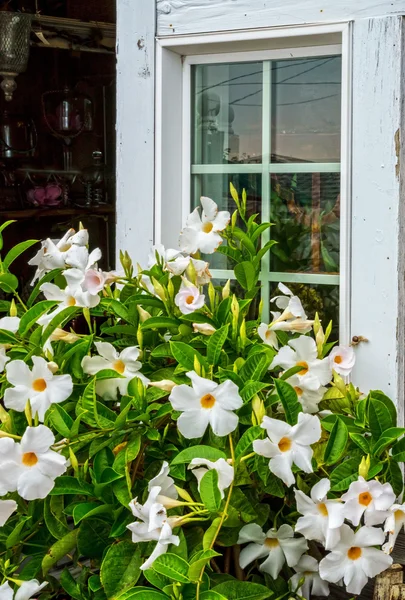 Janela branca e flores — Fotografia de Stock