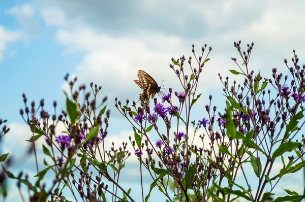 Papillon dans le champ — Photo