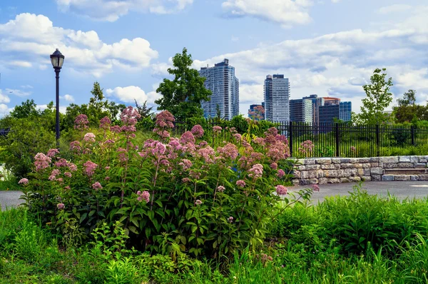 Roosevelt natuurpark — Stockfoto