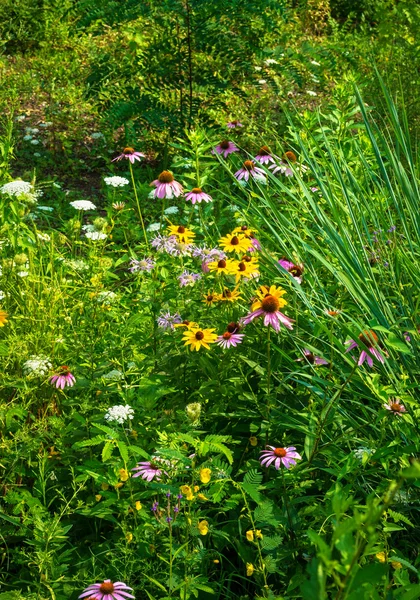 Sommerwildblumen — Stockfoto