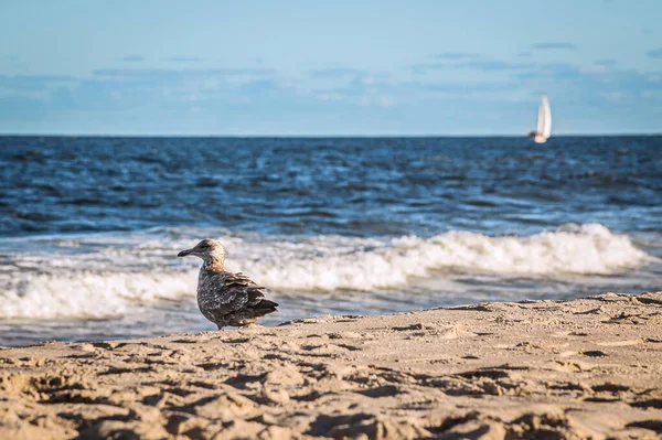 Eine Möwe Strand Mit Einem Verschwommenen Segelboot Und Dem Ozean — Stockfoto