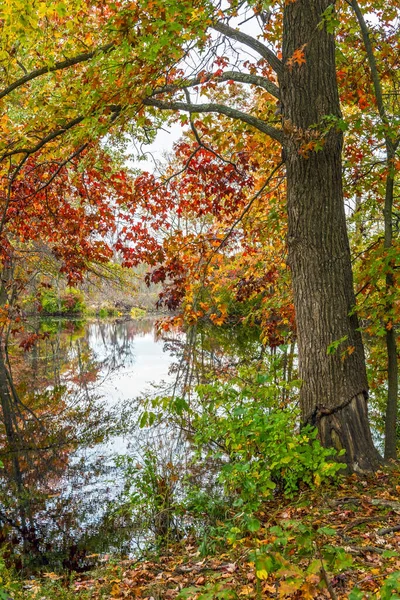 Vibráló Őszi Színek Felett Sekély Patak Plainsboro New Jersey — Stock Fotó