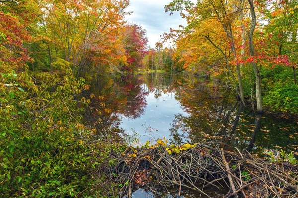 Otoño Vista Una Presa Castor Plainsboro Preserve Mew Jersey —  Fotos de Stock