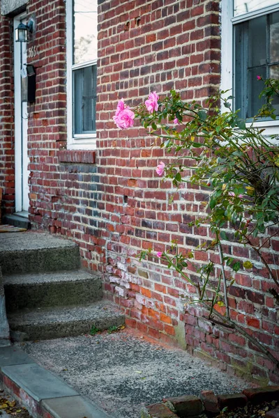 Een Oude Baksteen Buitenkant Roze Roos Bush Van Dit Huis — Stockfoto