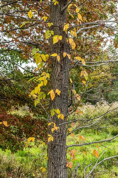 Смена Цвета Этой Лесной Подстилке Плейборо Пресерв Центре Нью Джерси — стоковое фото