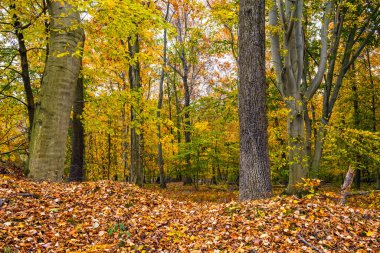 Middlesex County 'deki Plainsboro Konservesi' nde büyük ağaçlar ve altın sonbahar yaprakları..