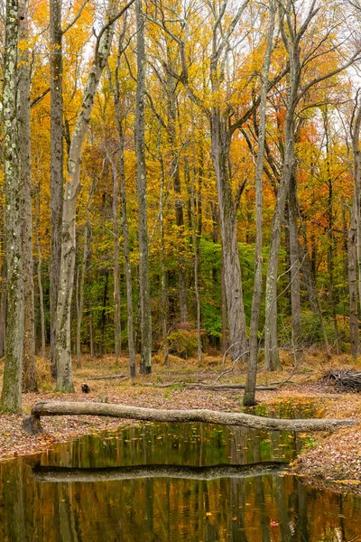 Padlý Strom Nad Tímto Potokem Během Podzimu Plainsboro Preserve New — Stock fotografie