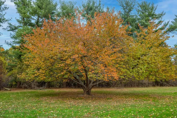 Coloful Podzimní Strom Bliss Cena Aboretum Eatontown New Jersey — Stock fotografie