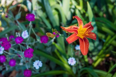 Yaz bahçesindeki bir zambağın yumuşak bir odak noktası..