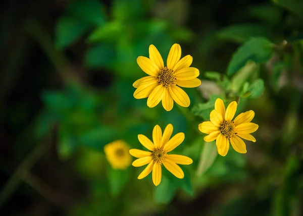 Soft Focus Yellow Wildflowers Thompson Park Monmouth County New Jersey — Stock Photo, Image