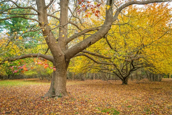 Tvarově Tvarovaný Kmen Stromu Zlatými Podzimními Listy Bliss Price Aboretum — Stock fotografie