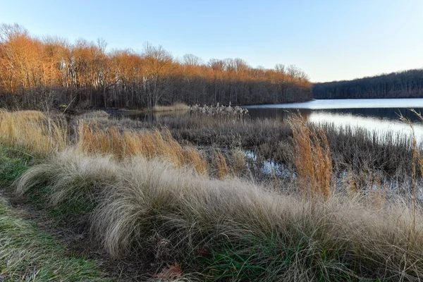 Interessante Gräser Frühen Winter Rising Sun Lake Millstone New Jersey — Stockfoto