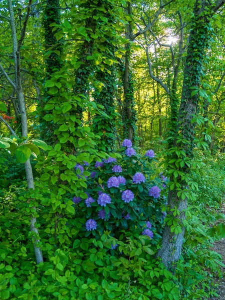 Monmouth County New Jersey Deki Derin Kesim Bahçelerinde Mor Rododendron — Stok fotoğraf