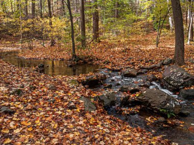 Sonbaharda Pocono Dağları 'ndan bir dere akıyor..