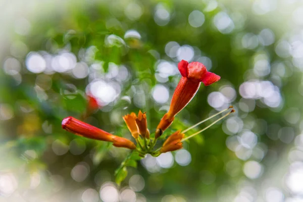 Ett Mjukt Fokus Närbild Trumpet Vine Blomman Längs Henry Hudson — Stockfoto