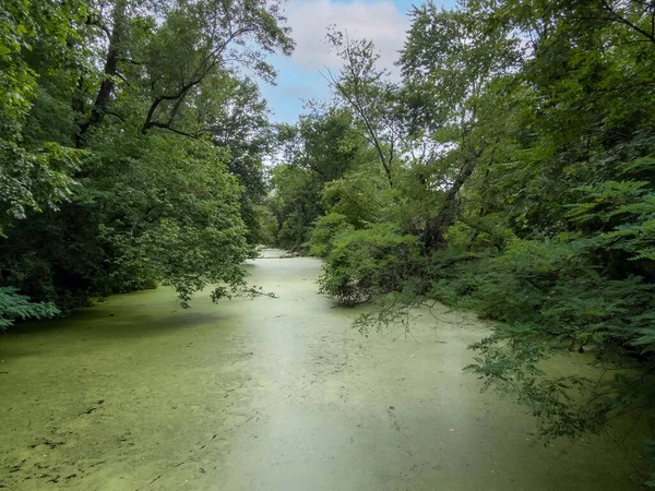 Este Arroyo Está Cubierto Algas Verdes Este Bosque Del Centro —  Fotos de Stock