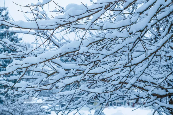 Fresh Snow Branches Backyard Manalapan New Jersey — Stock Photo, Image