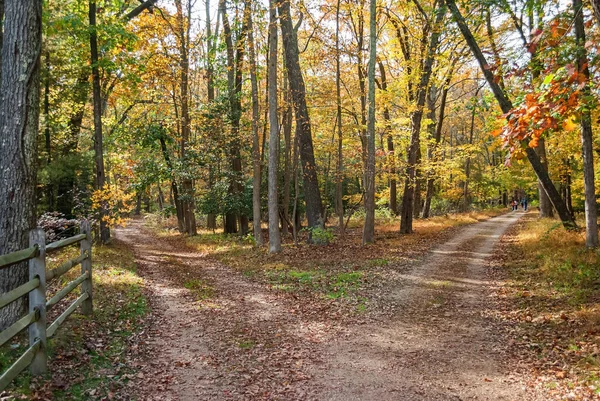 Hiking Trail Splits Allaire State Park New Jersey — стоковое фото