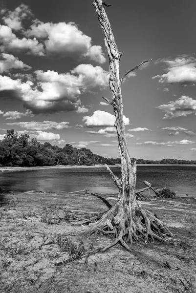 Toco Árvores Pai Exposto Resistido Manasquan Reservoir Jersey — Fotografia de Stock