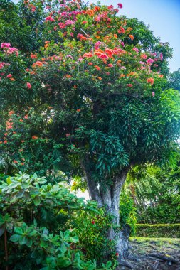 Saint Lucia adasında tropik çiçek açan ağaçlar.
