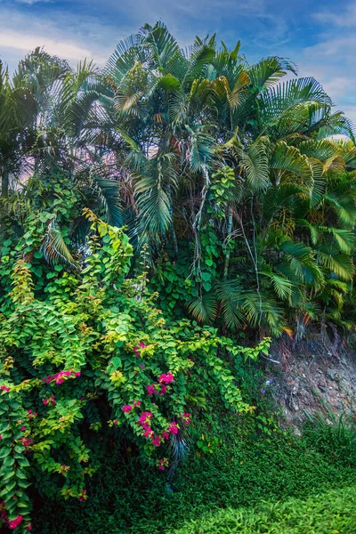 Tropikalne Drzewa Kwiaty Wzdłuż Drogi Wyspie Saint Lucia — Zdjęcie stockowe