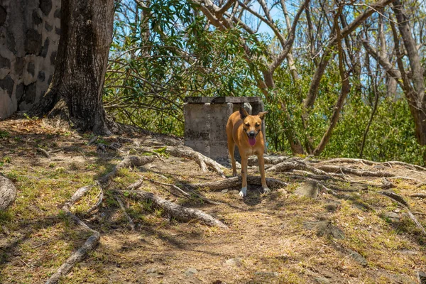 Wild Dog Roams Pigeon Island Saint Lucia — Φωτογραφία Αρχείου