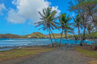 The Palm trees along the coastline of Pigeon Island in Saint Lucia.