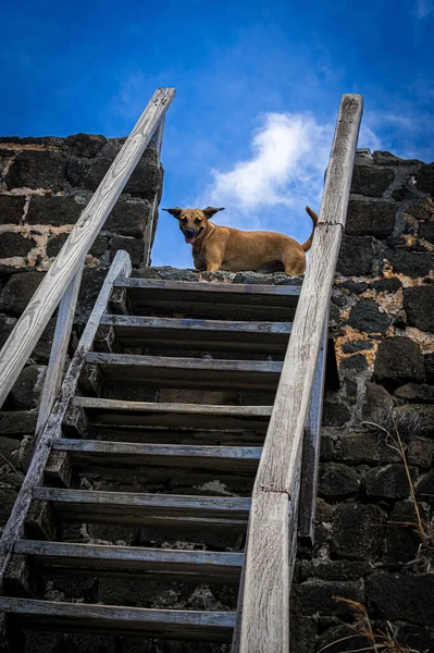 Ένα Άγριο Σκυλί Στην Κορυφή Των Σκαλοπατιών Στο Fort Rodney — Φωτογραφία Αρχείου