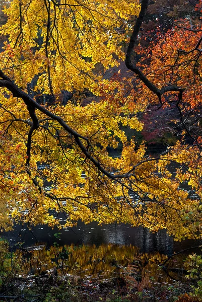 Živé Podzimní Barvy Jezeře Parku Thompson Grove Manalaponsku New Jersey — Stock fotografie
