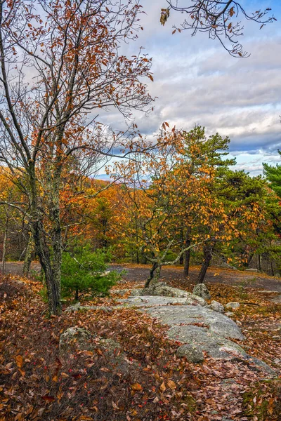 ニューヨーク州ニューパルツ州のレイク ミネワスカ州立公園の変化する秋の葉 — ストック写真