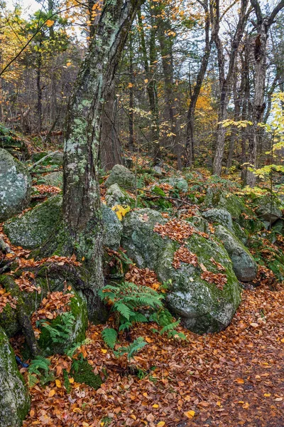 Lichens Mech Ledové Kameny Měnící Barvy Lake Minnewaska State Park — Stock fotografie