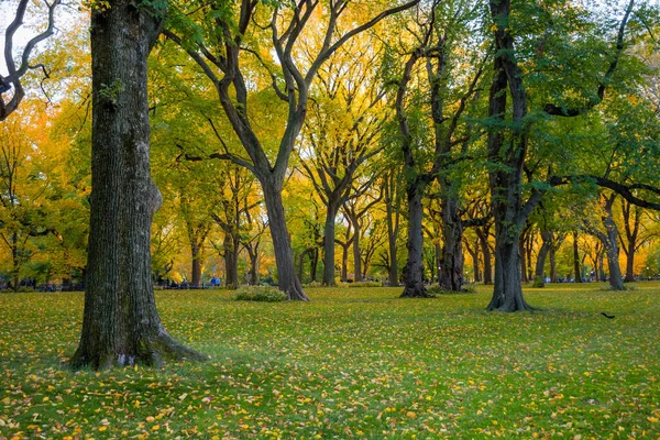 Árboles Bien Formados Con Hojas Caídas Durante Otoño Central Park —  Fotos de Stock