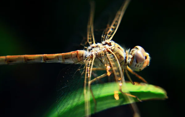 Libelle — Stockfoto