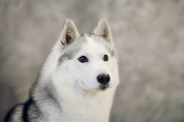 Gri ve beyaz Sibirya Husky köpeğinin ciddi bakışı