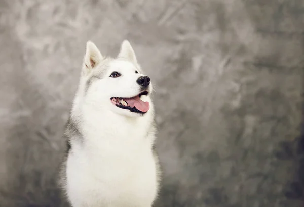 Σιβηρίας husky σκυλιά του γκρι και λευκά χρώματα σε ένα γκρι φόντο — Φωτογραφία Αρχείου