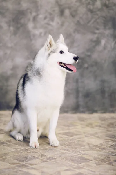 Gri arka planda gri ve beyaz renkli Sibirya köpekleri. — Stok fotoğraf