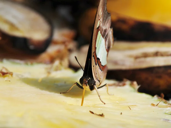 Having Lunch — Stock Photo, Image