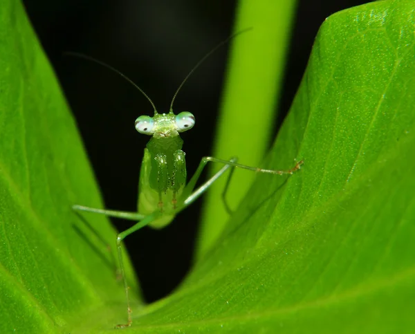 A Green Praying Mantis — Stock Photo, Image